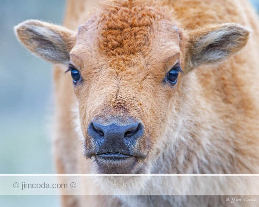 A bison calf approaches the camera in Yellowstone National Park.