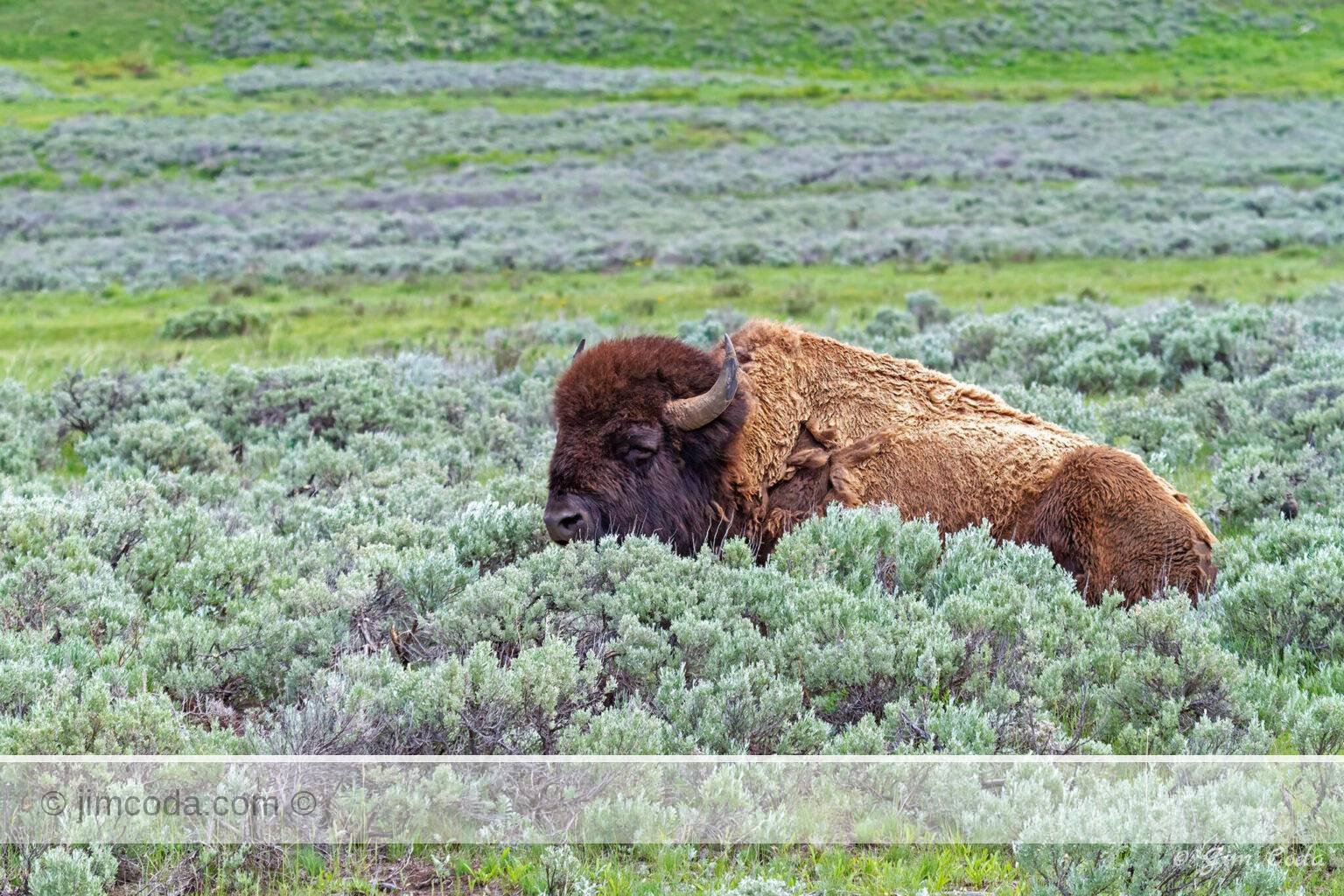 A bull bison ruminates in the sagebrush of Yellowstone National Park.