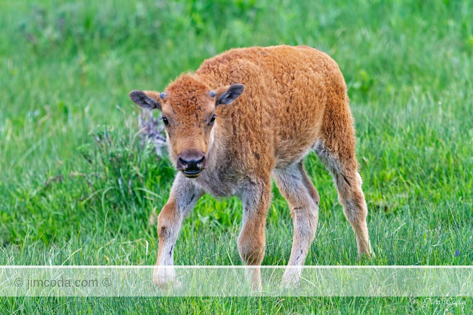 A young bison calf walks near its mother in Yellowstone National Park.