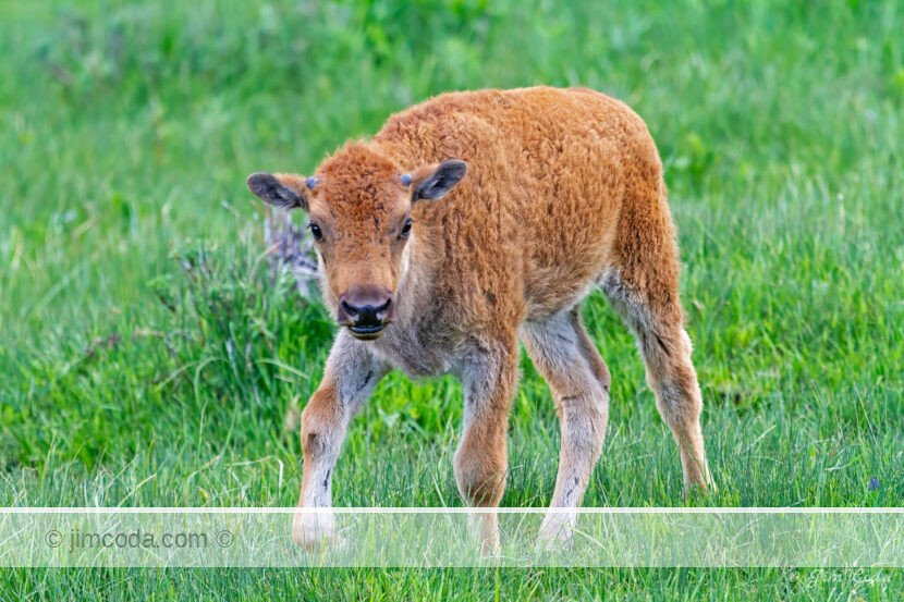 A young bison calf walks near its mother in Yellowstone National Park.
