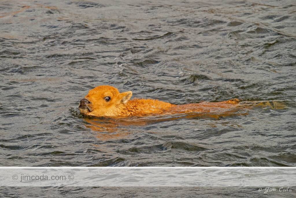 A bison calf swims across Yellowstone's Madison River.