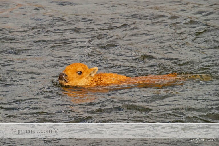 A bison calf swims across Yellowstone's Madison River.