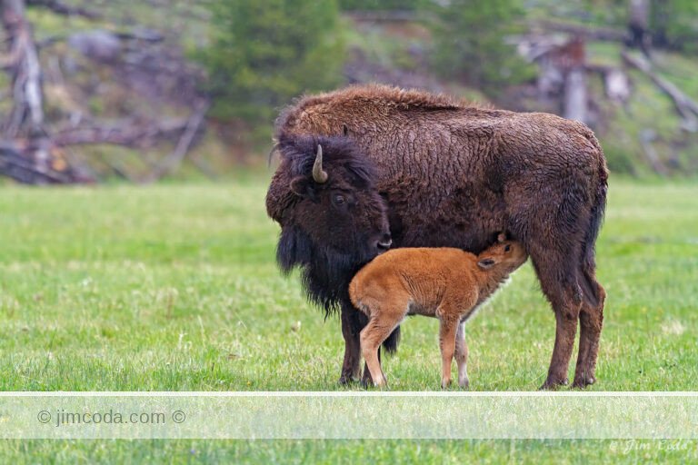A mother bison nurses her calf along the Madison River.