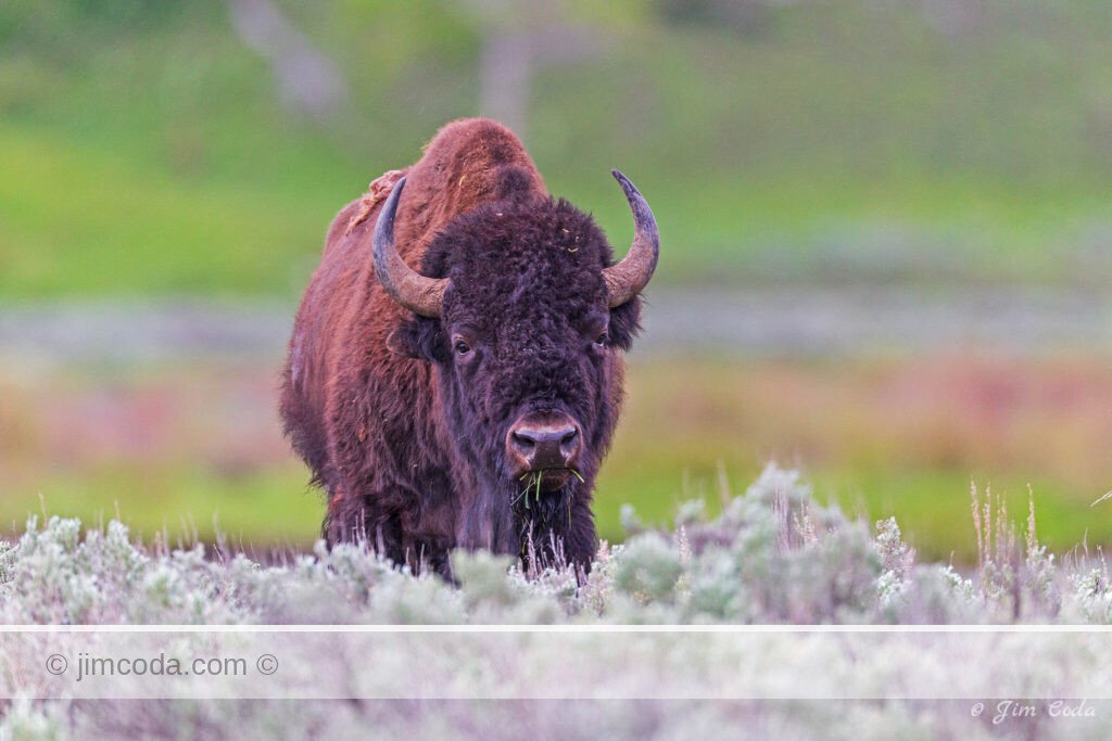 A bull bison grazes in Yellowstone National Park.