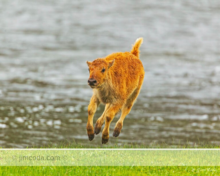 A bison calf goes airborne running toward the camera.