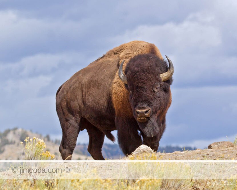 Bull bison stands on trail. "Sure, I'll move, when you get here."