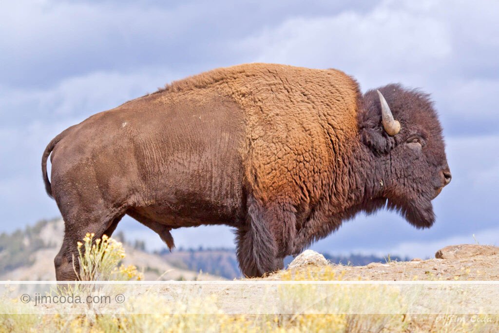 A bull bison assumes the buffalo nickel pose in Yellowstone National Park.