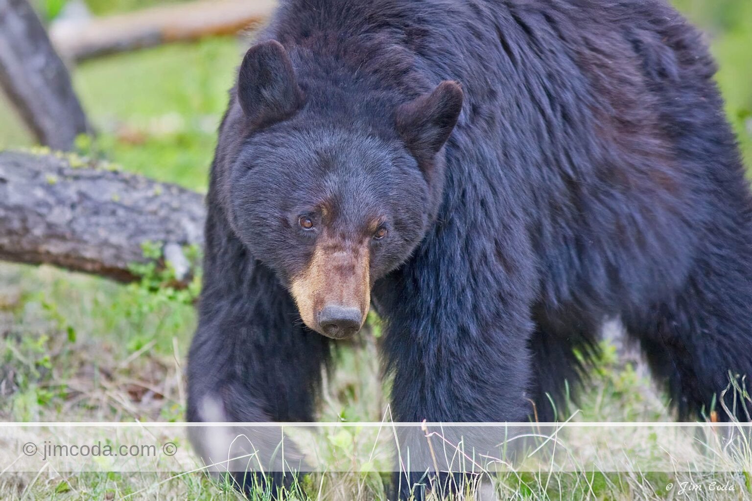 A mother black bear walks through a timbered area in Yellowstone.