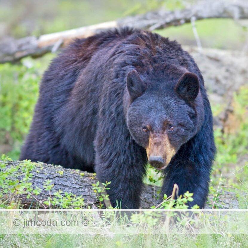 A black bear sow moves through the woods near Tower.