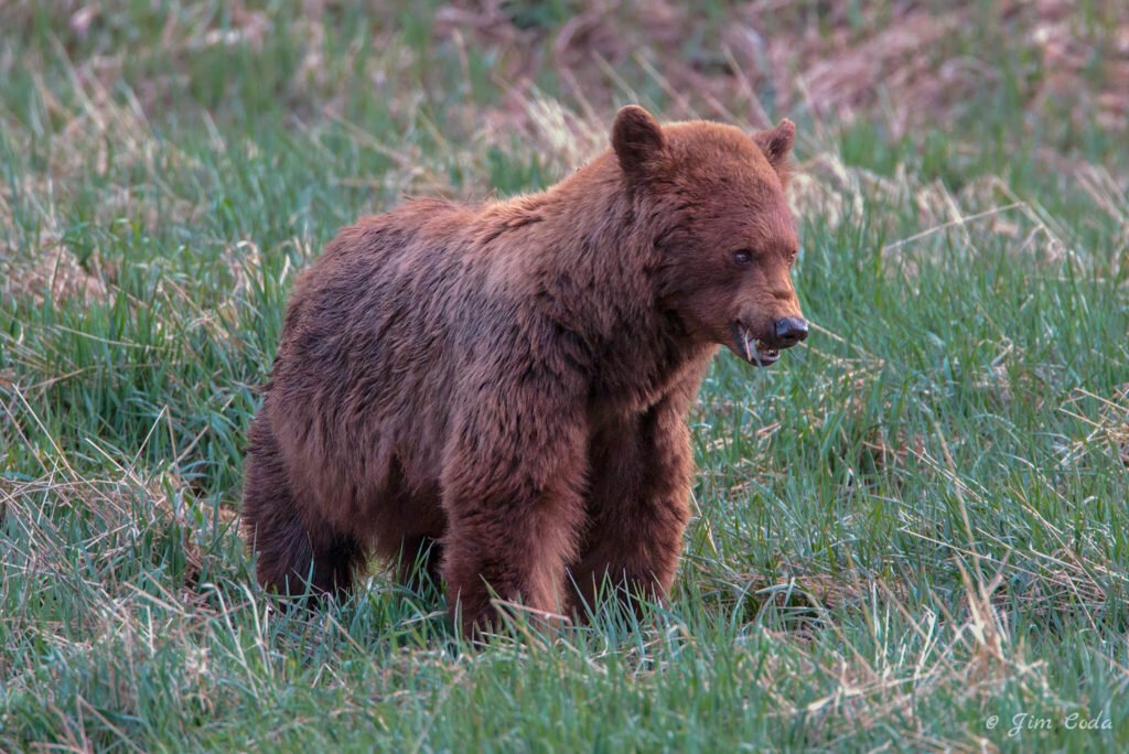A large cinnamon black bear feeds in Phantom lake.