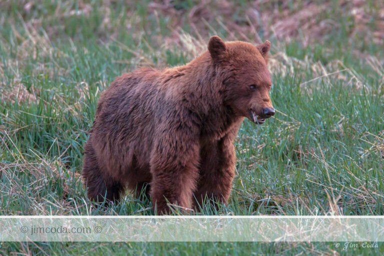 A large cinnamon black bear feeds in Phantom lake.
