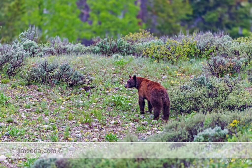 A cinnamon black bear surveys the area.