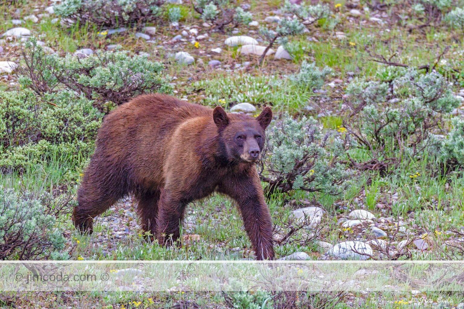 A cinnamon-phase black bear walks through the southern portion of Grand Teton National Park.