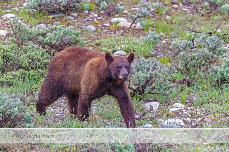A cinnamon-phase black bear walks through the southern portion of Grand Teton National Park.