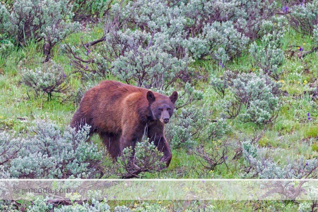 A cinnamon-phase black bear moves through Grand Teton National Park.