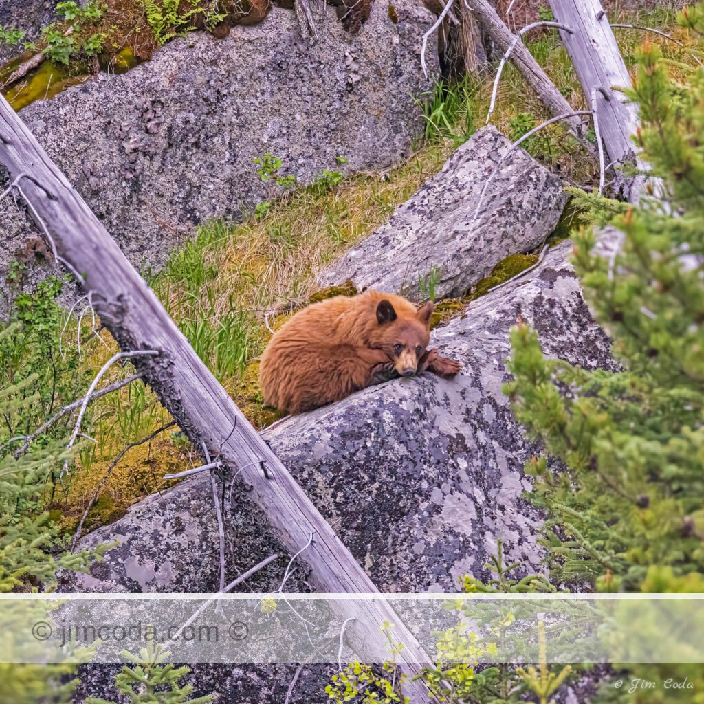 A cinnamon black bear rests on a rock outcropping in Lamar Canyon.