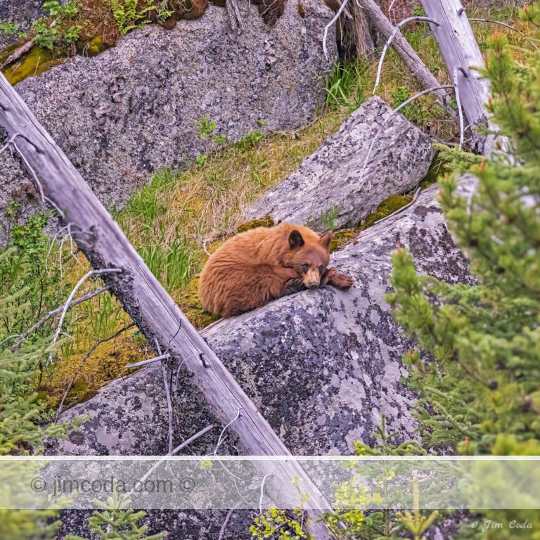 A cinnamon black bear rests on a rock outcropping in Lamar Canyon.