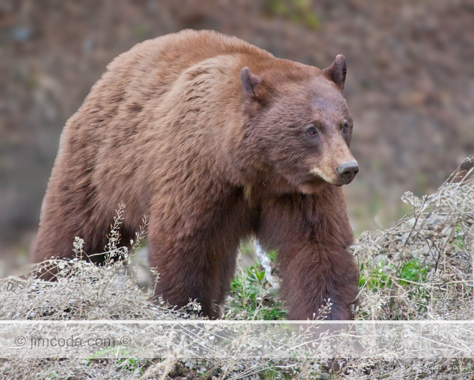 This cinnamon black bear was feeding near the northeast entrance to the park.