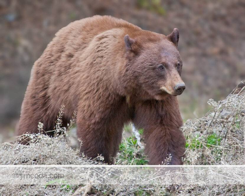 This cinnamon black bear was feeding near the northeast entrance to the park.