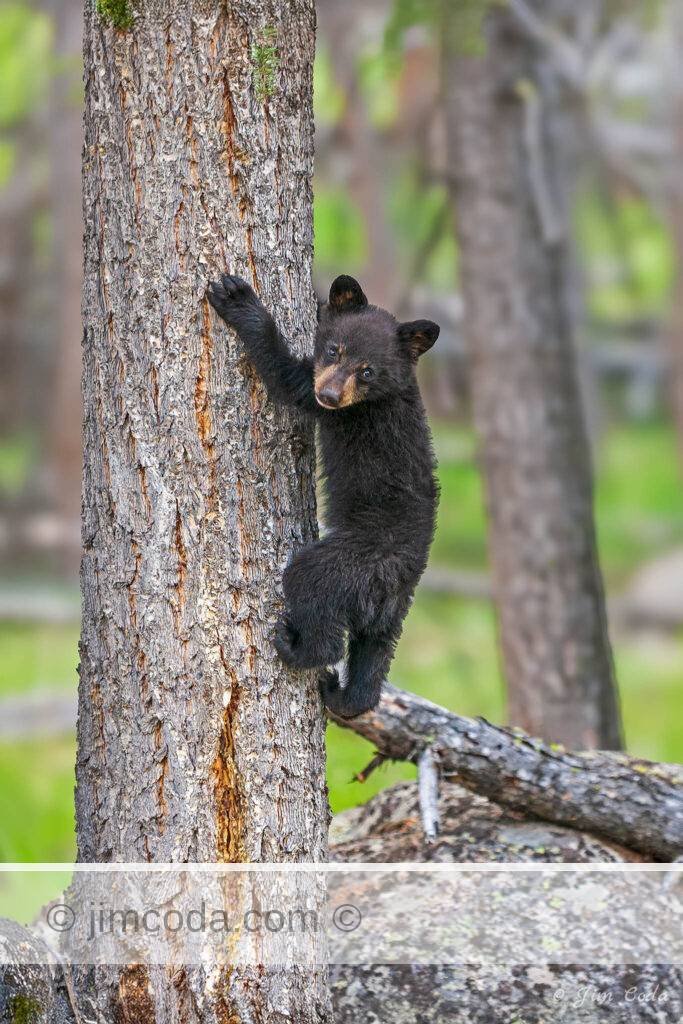 A black bear cub climbs a tree in Yellowstone.