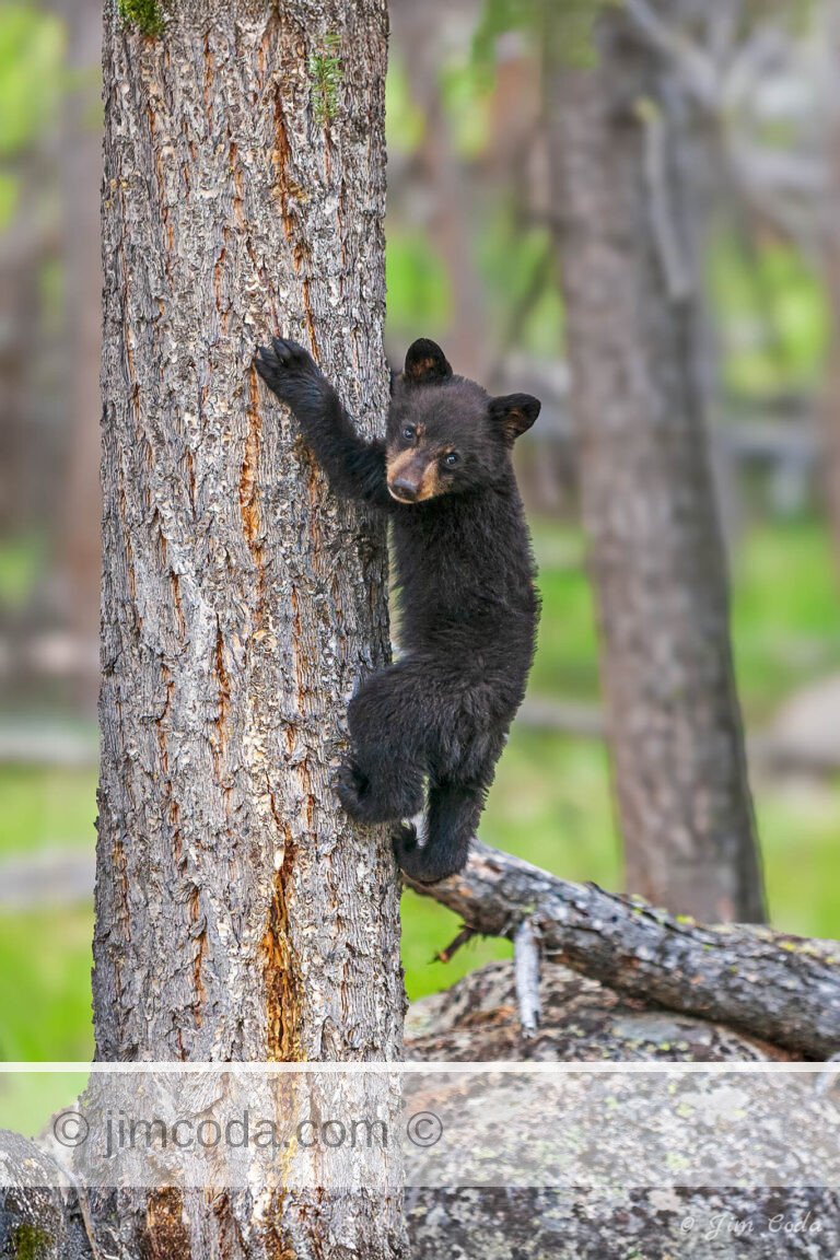 A black bear cub climbs a tree in Yellowstone.