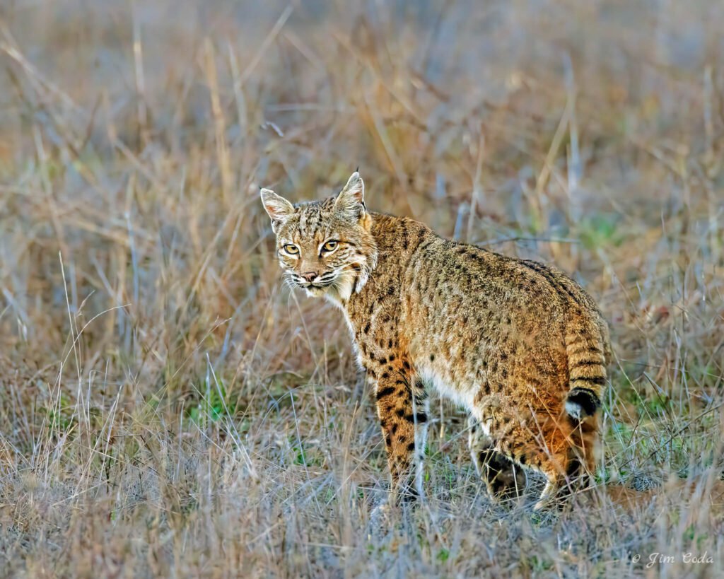A bobcat stops and looks back the moment the sun set.