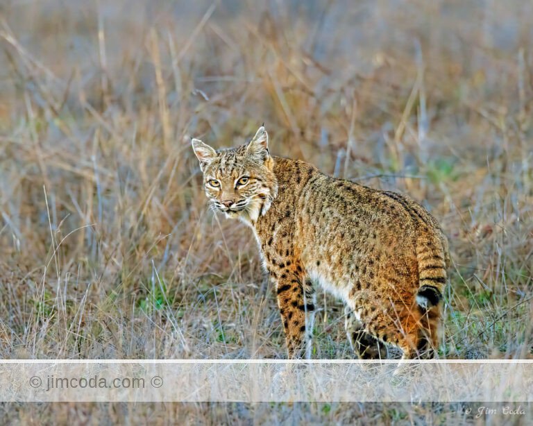 A bobcat stops and looks back the moment the sun set.