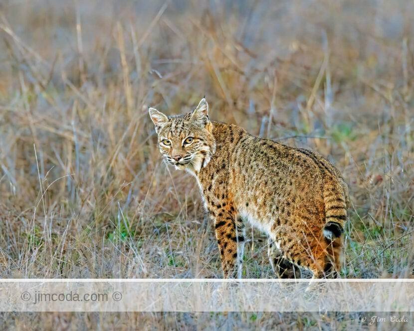 A bobcat stops and looks back the moment the sun set.