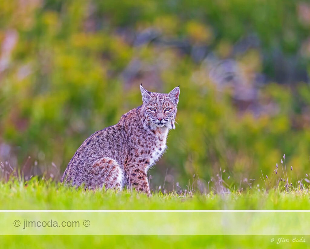 A bobcat sits in a meadow in the ranching area of Point Reyes National Seashore.