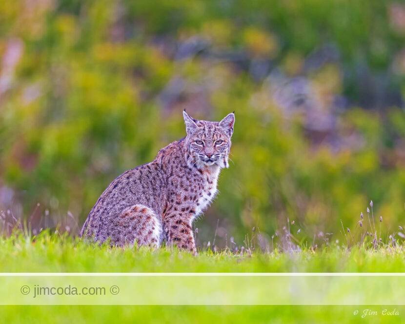 A bobcat sits in a meadow in the ranching area of Point Reyes National Seashore.
