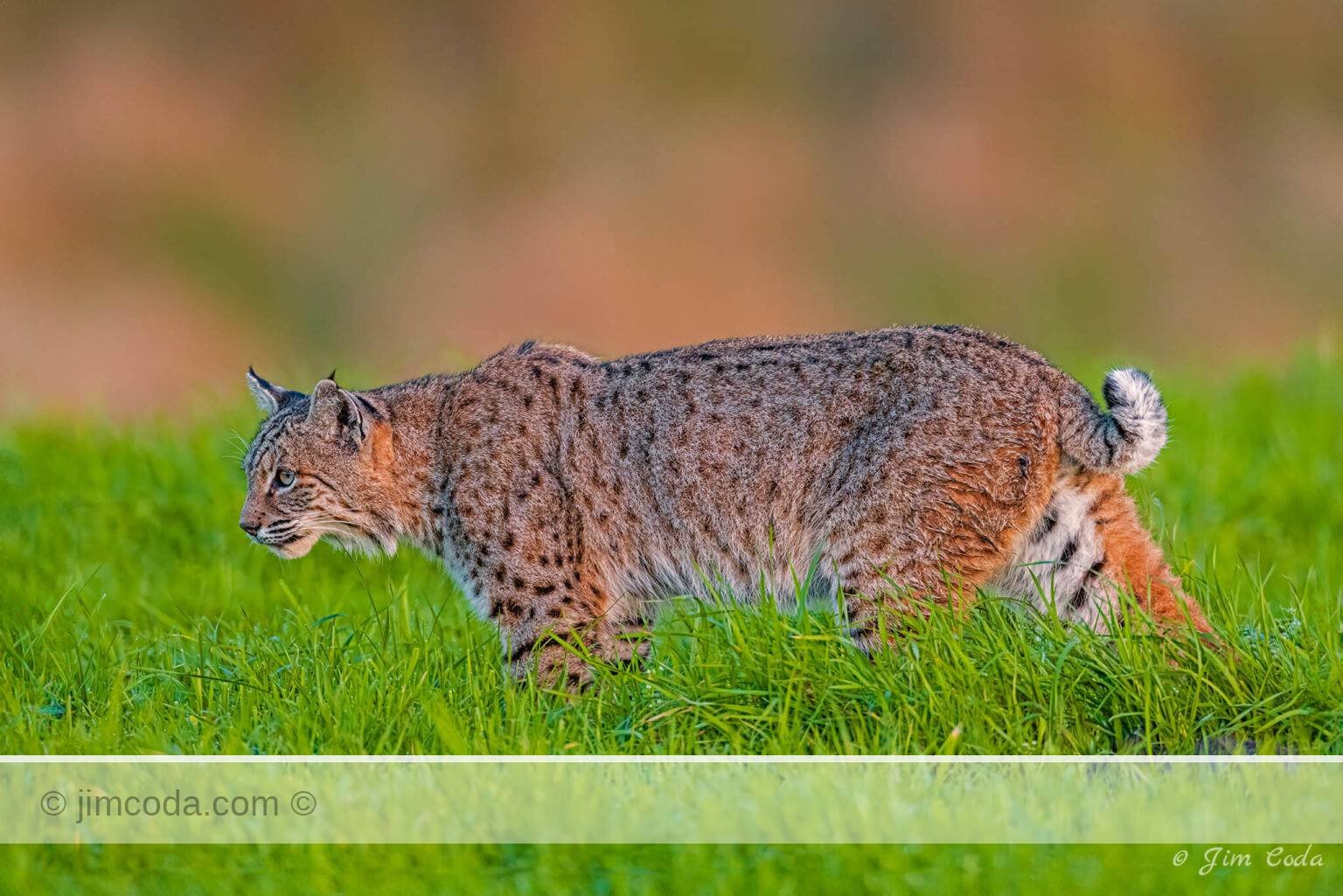 A male bobcat stalks a gopher at Point Reyes National Seashore.