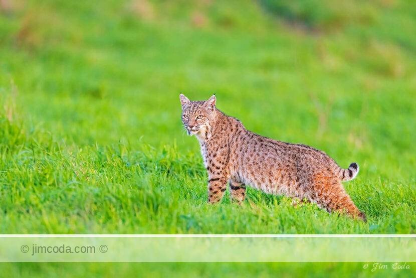 A bobcat hunts for gophers in Point Reyes National Seashore.