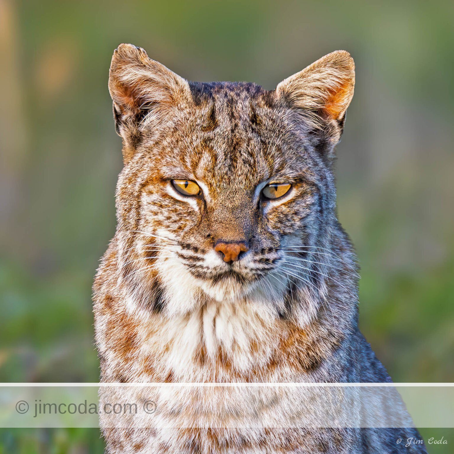 Photo of a bobcat at sunset in Point Reyes National Seashore.