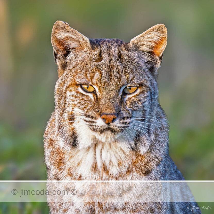Photo of a bobcat at sunset in Point Reyes National Seashore.