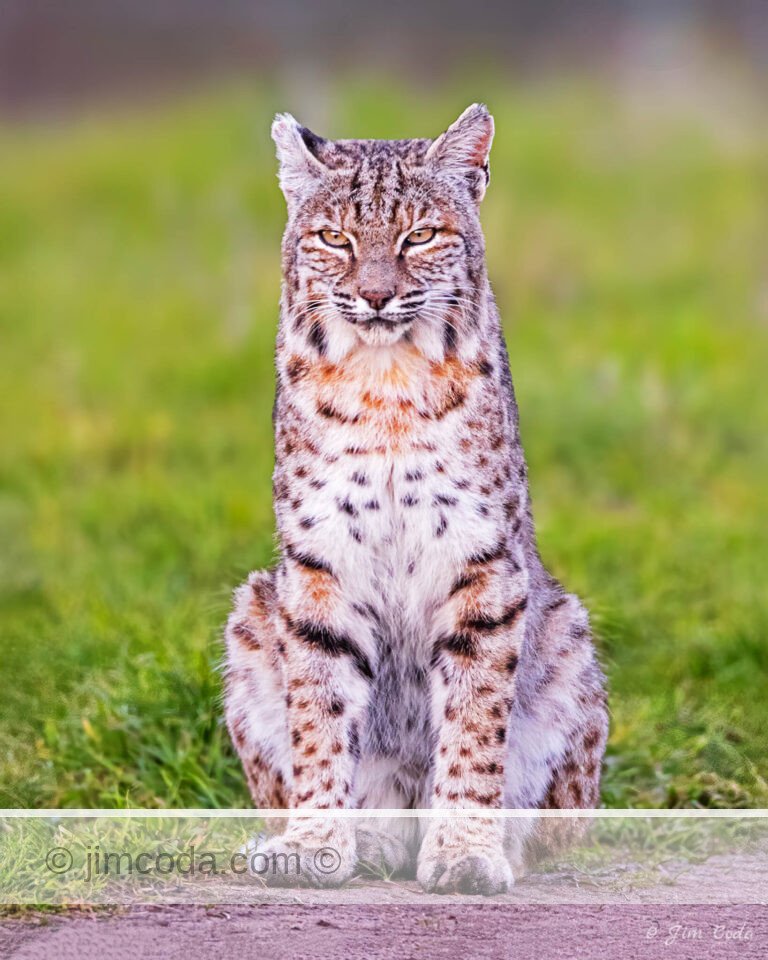 A bobcat sits on a dirt road in the ranching area of Point Reyes National Seashore.