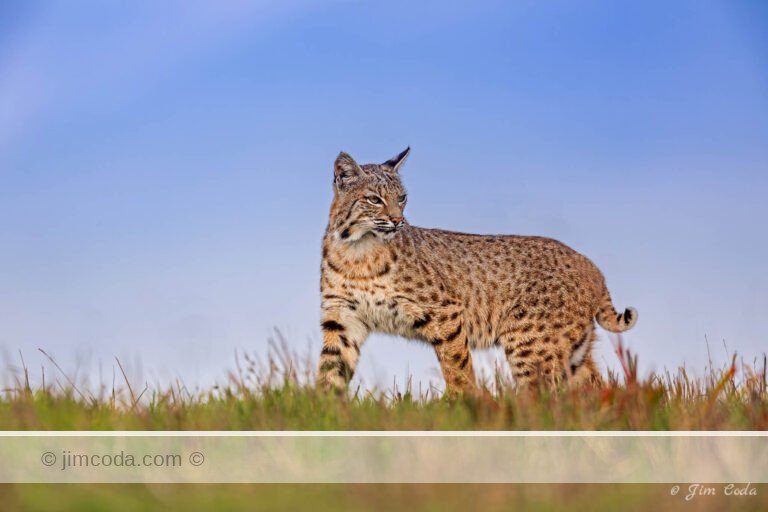 A bobcat hunts for its next meal in Point Reyes National Seashore.