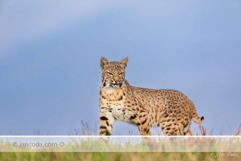 A bobcat walks a ranch's grassy ridgeline in Point Reyes National Seashore.