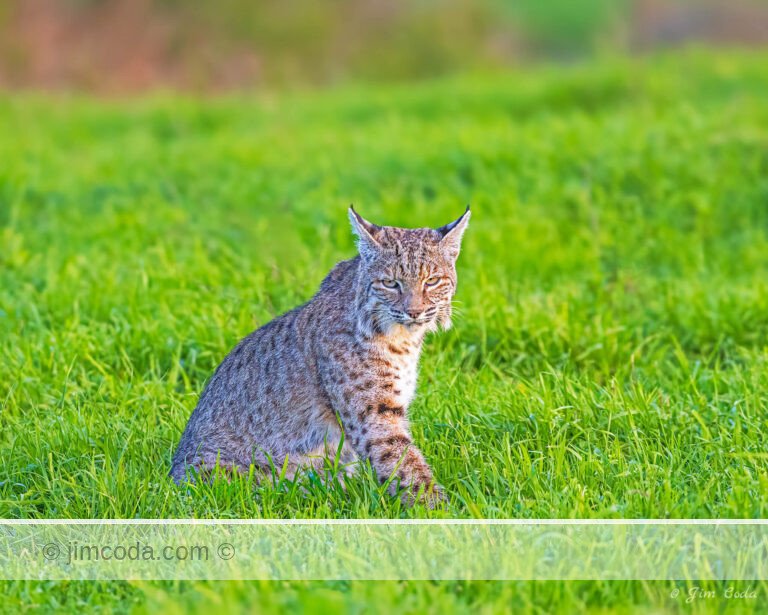 A bobcat poses for a second while I took its photo in Point Reyes National Seashore.