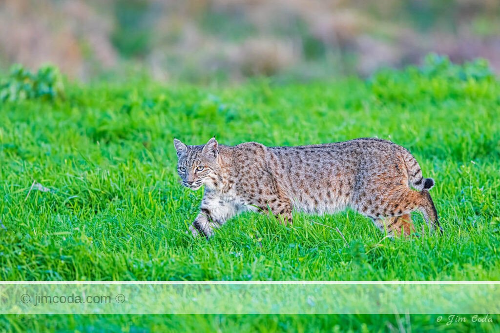 A bobcat hunts for gophers on a ranch in Point Reyes National Seashore.