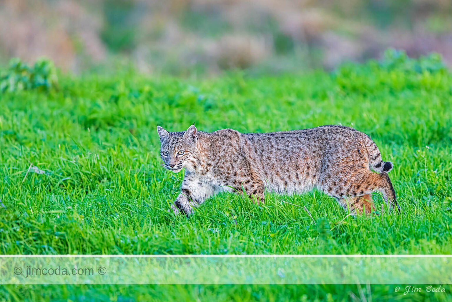 A bobcat hunts for gophers on a ranch in Point Reyes National Seashore.