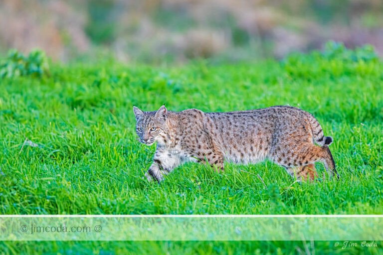 A bobcat hunts for gophers on a ranch in Point Reyes National Seashore.