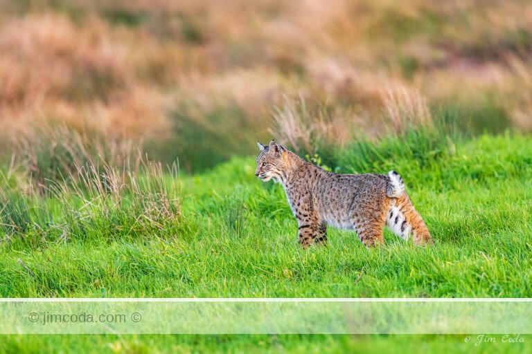 A bobcat hunts for gophers in Point Reyes National Seashore.