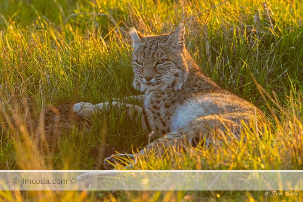 Photo of a male bobcat resting while its mate feeds in Point Reyes National Seashore.