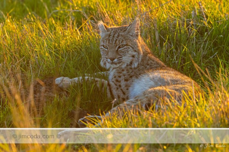 Photo of a male bobcat resting while its mate feeds in Point Reyes National Seashore.