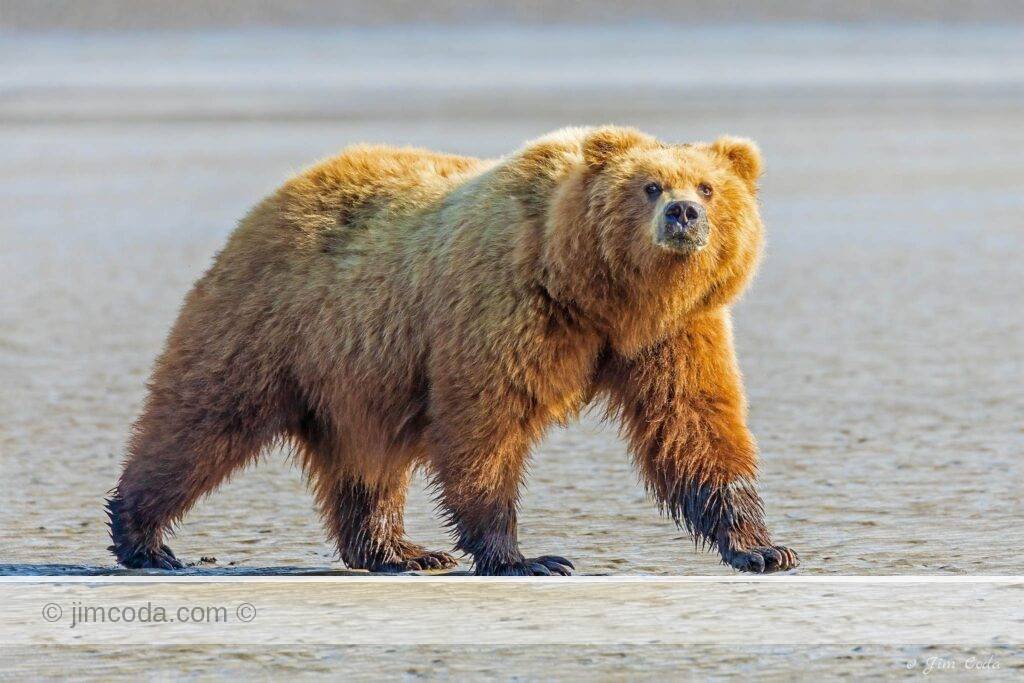 A brown bear roams the tidal flats in search of clams at Silver Salmon Creek in Lake Clark National Park, Alaska.