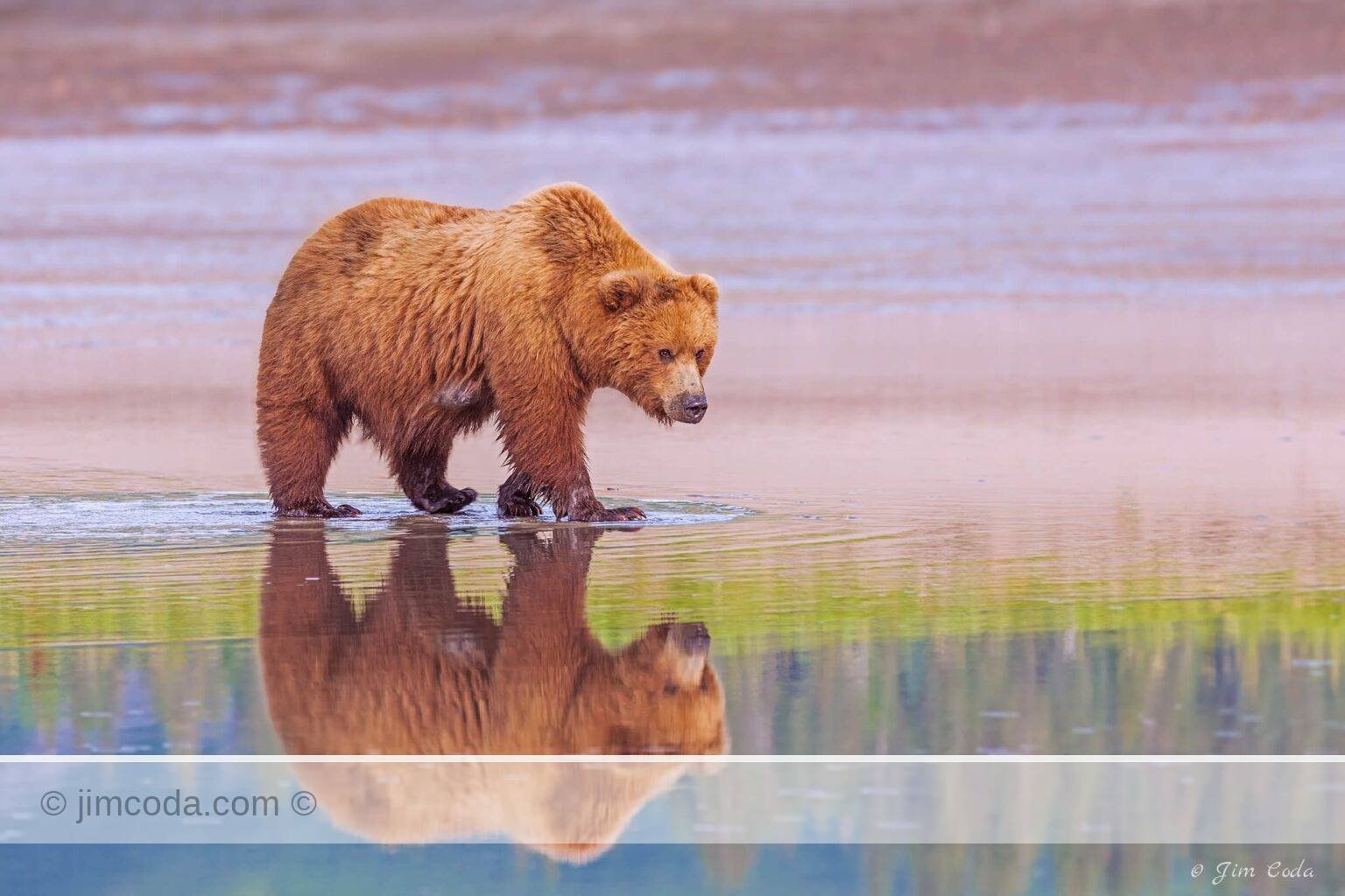 Photo of a brown bear searching for clams at Silver Salmon Creek.