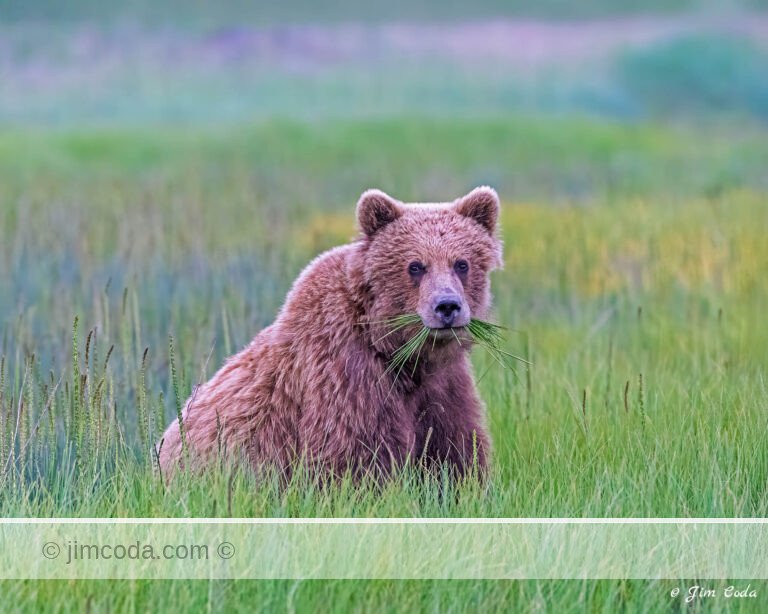 A brown bear chews on sedge grass while waiting for the salmon run at Silver Salmon Creek in Lake Clark National Park, Alaska.