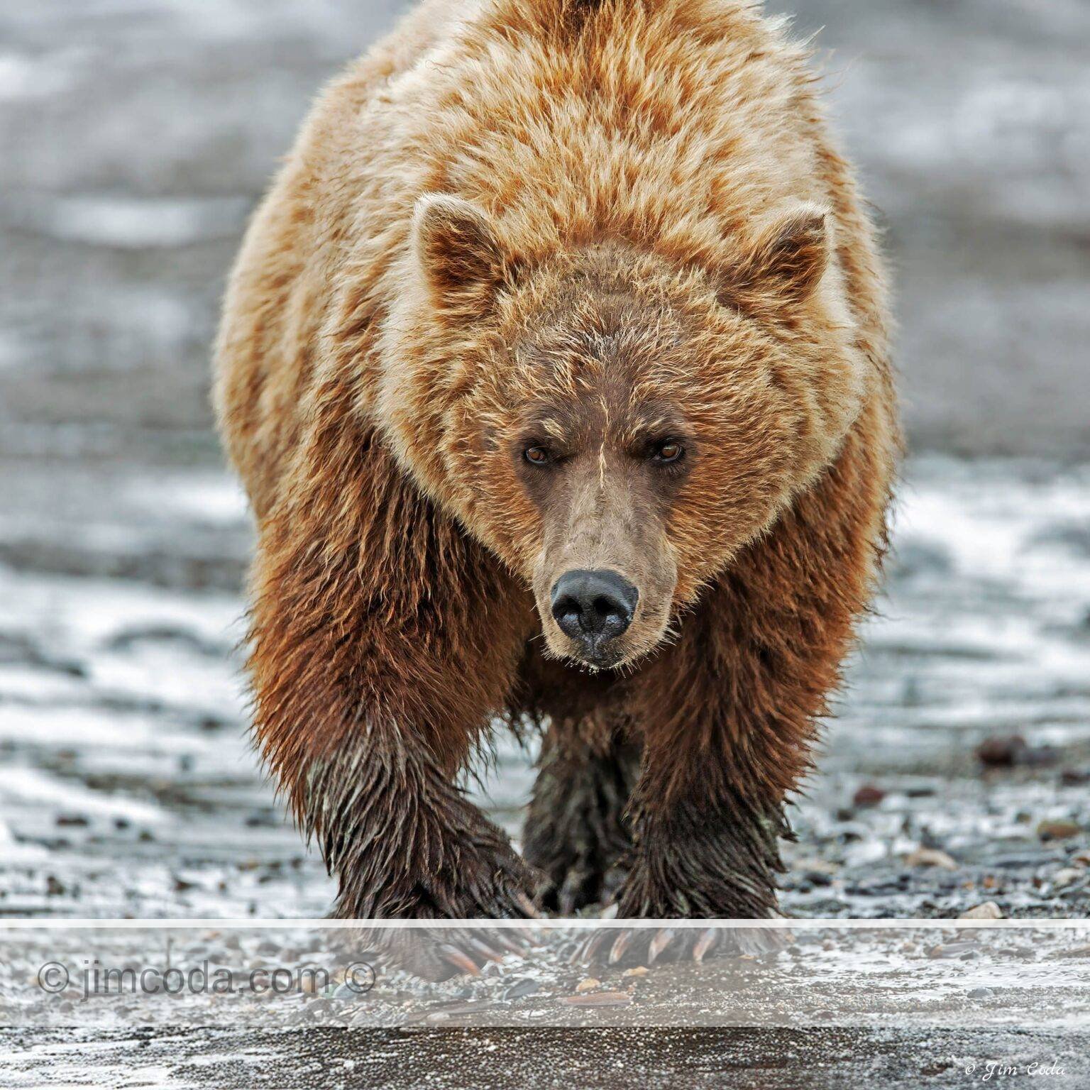 A brown bear walks the shoreline near the mouth of Silver Salmon Creek in Lake Clark National Park.