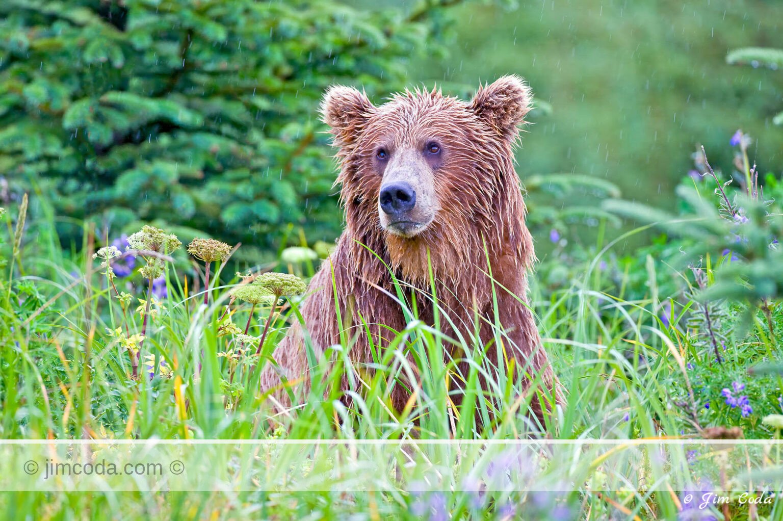 A brown bear sits among wildflowers in the rain in Lake Clark National Park.