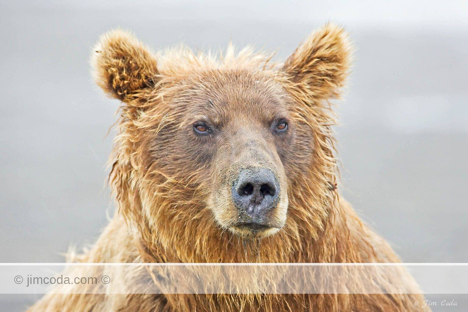 A female brown bear (Ursus arctos) takes a break on the banks of Silver Salmon Creek in Lake Clark National Park, Alaska.